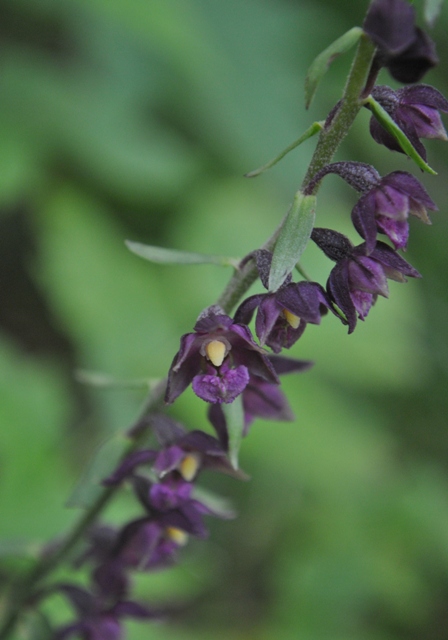 ...alla fiera delle Epipactis!